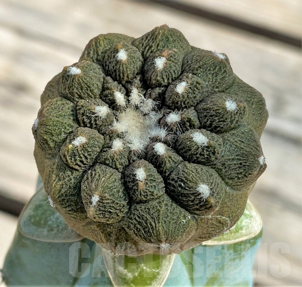 SHPR13387 Copiapoa hypogaea 'Lizard Skin', grafted