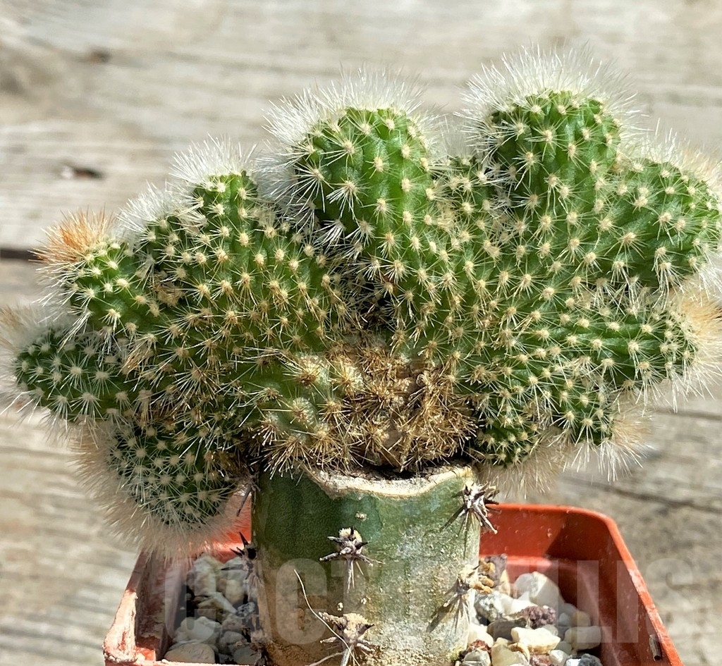 SHPR13388 Echinocereus f. cristata, grafted
