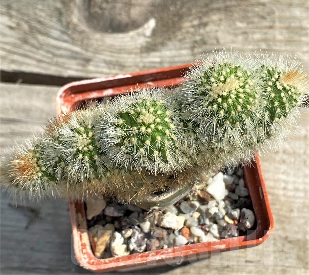 SHPR13388 Echinocereus f. cristata, grafted - Зображення 3