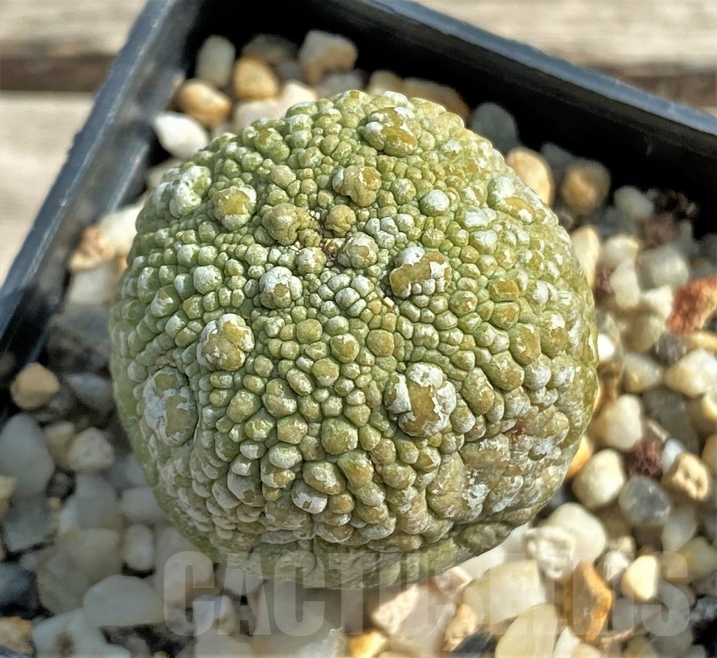 SHPR13389 Pseudolithos migiurtinus