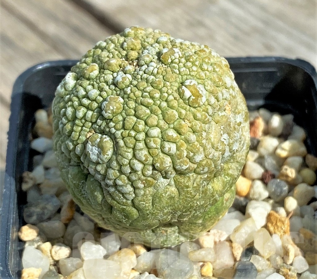 SHPR13389 Pseudolithos migiurtinus - Зображення 2