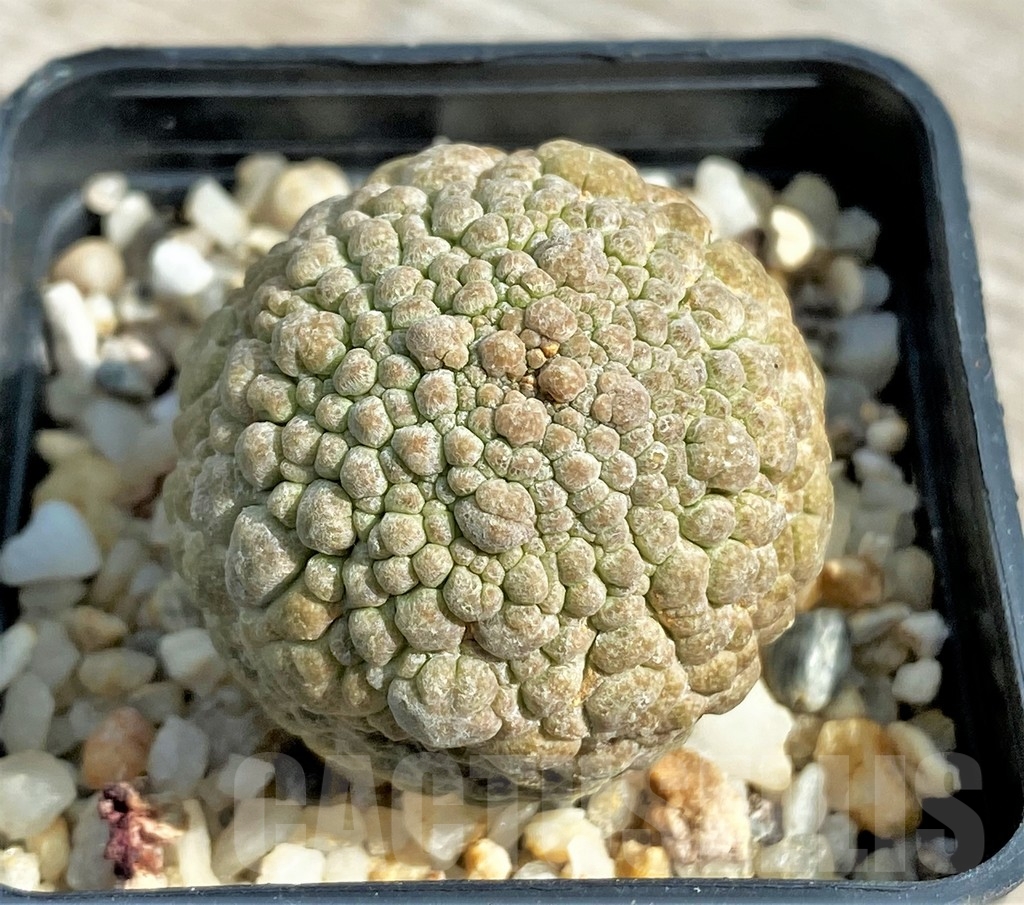 SHPR13390 Pseudolithos migiurtinus - Зображення 2
