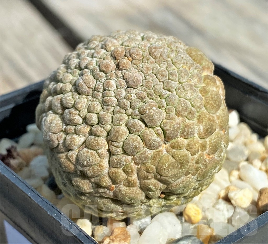 SHPR13390 Pseudolithos migiurtinus