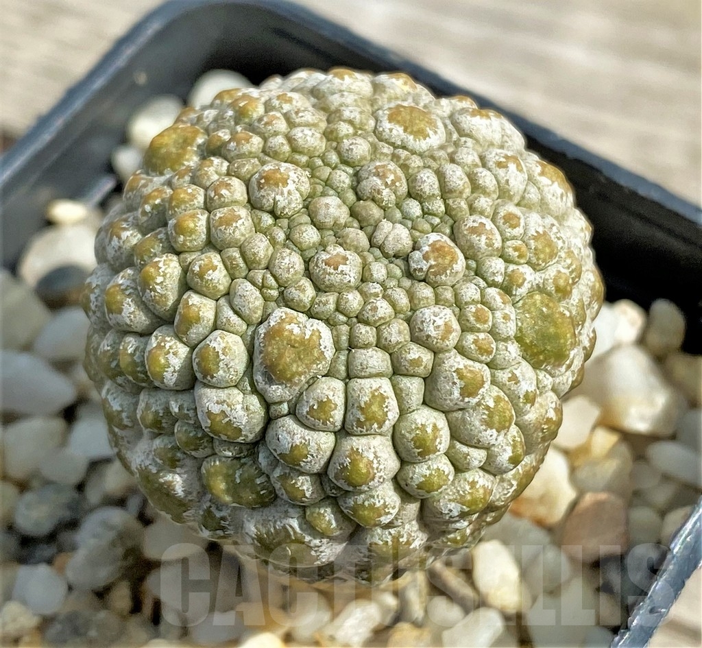 SHPR13391 Pseudolithos migiurtinus