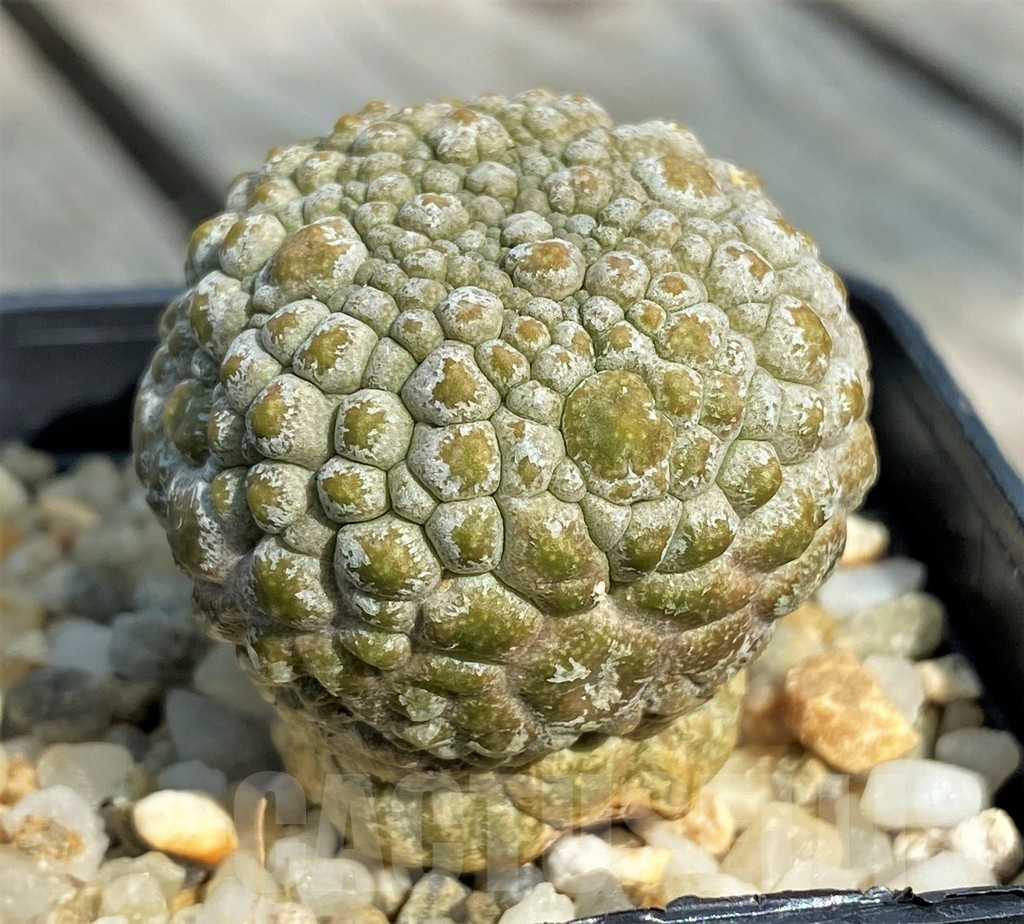 SHPR13391 Pseudolithos migiurtinus - Зображення 2