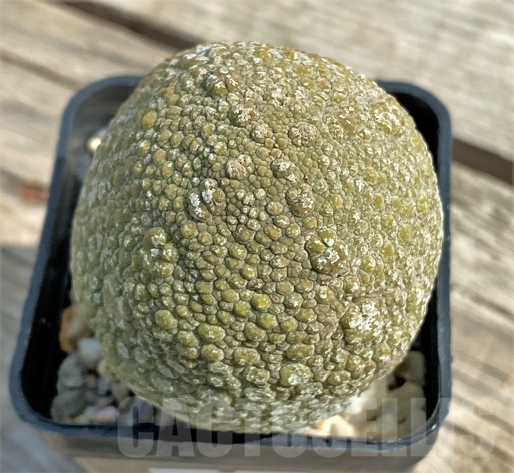 SHPR13392 Pseudolithos migiurtinus