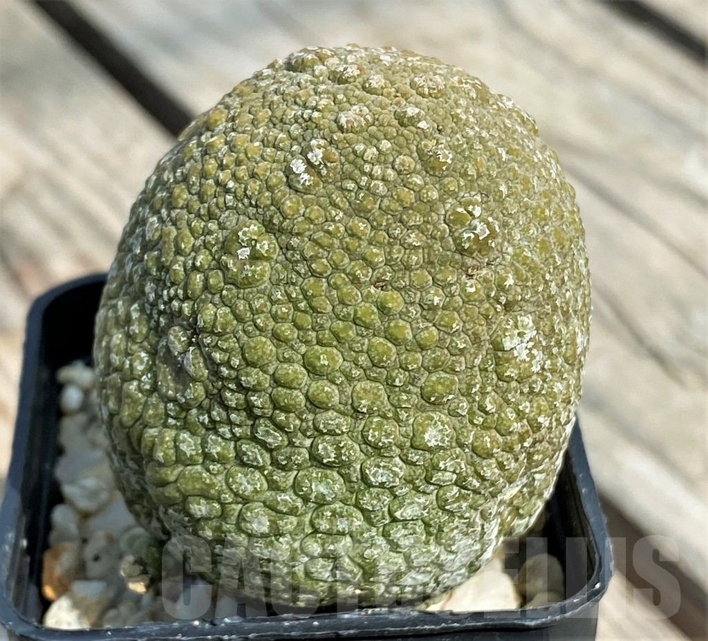 SHPR13392 Pseudolithos migiurtinus - Imagen 2