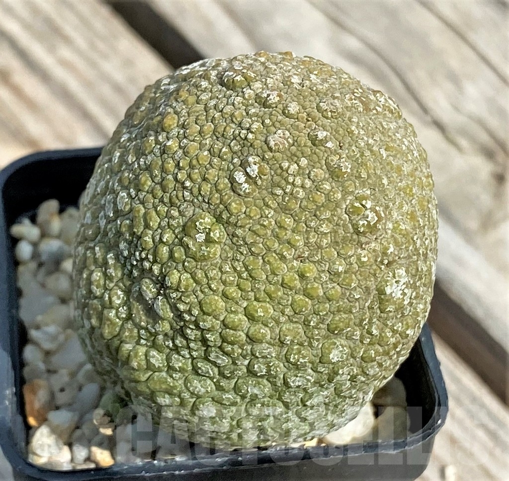SHPR13392 Pseudolithos migiurtinus - Imagen 3