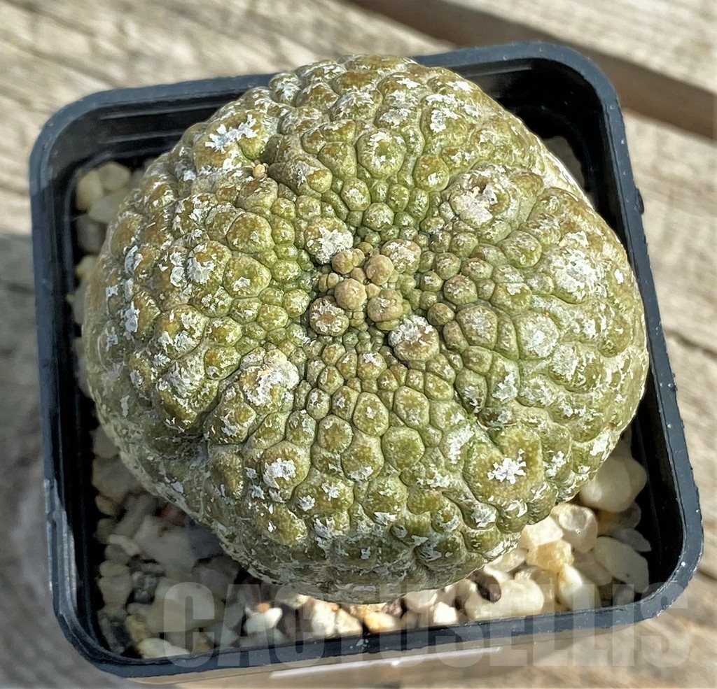 SHPR13393 Pseudolithos migiurtinus