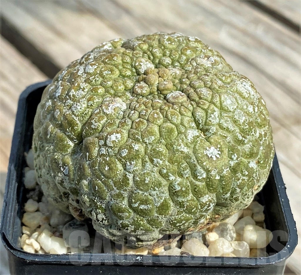 SHPR13393 Pseudolithos migiurtinus - 画像 (2)