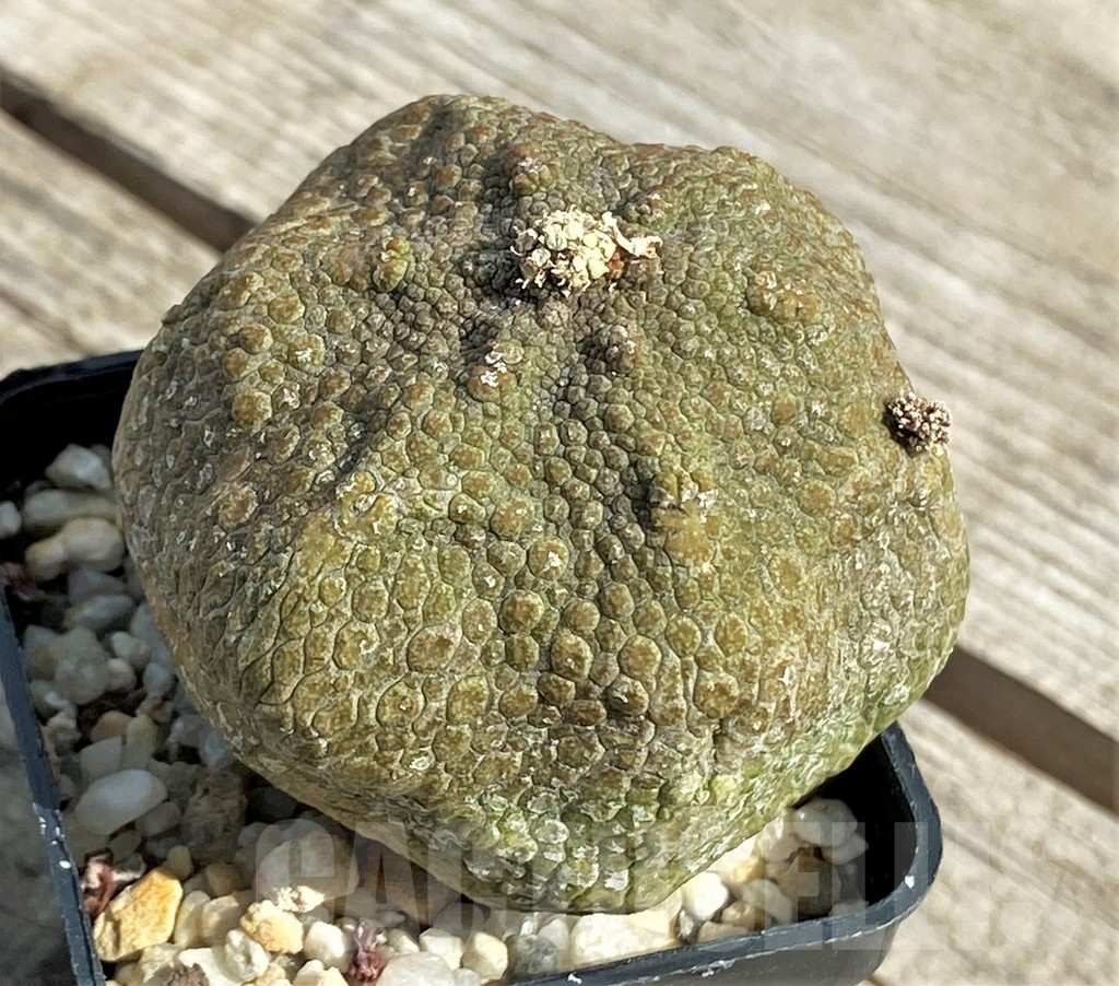 SHPR13394 Pseudolithos migiurtinus - Obrázek 2