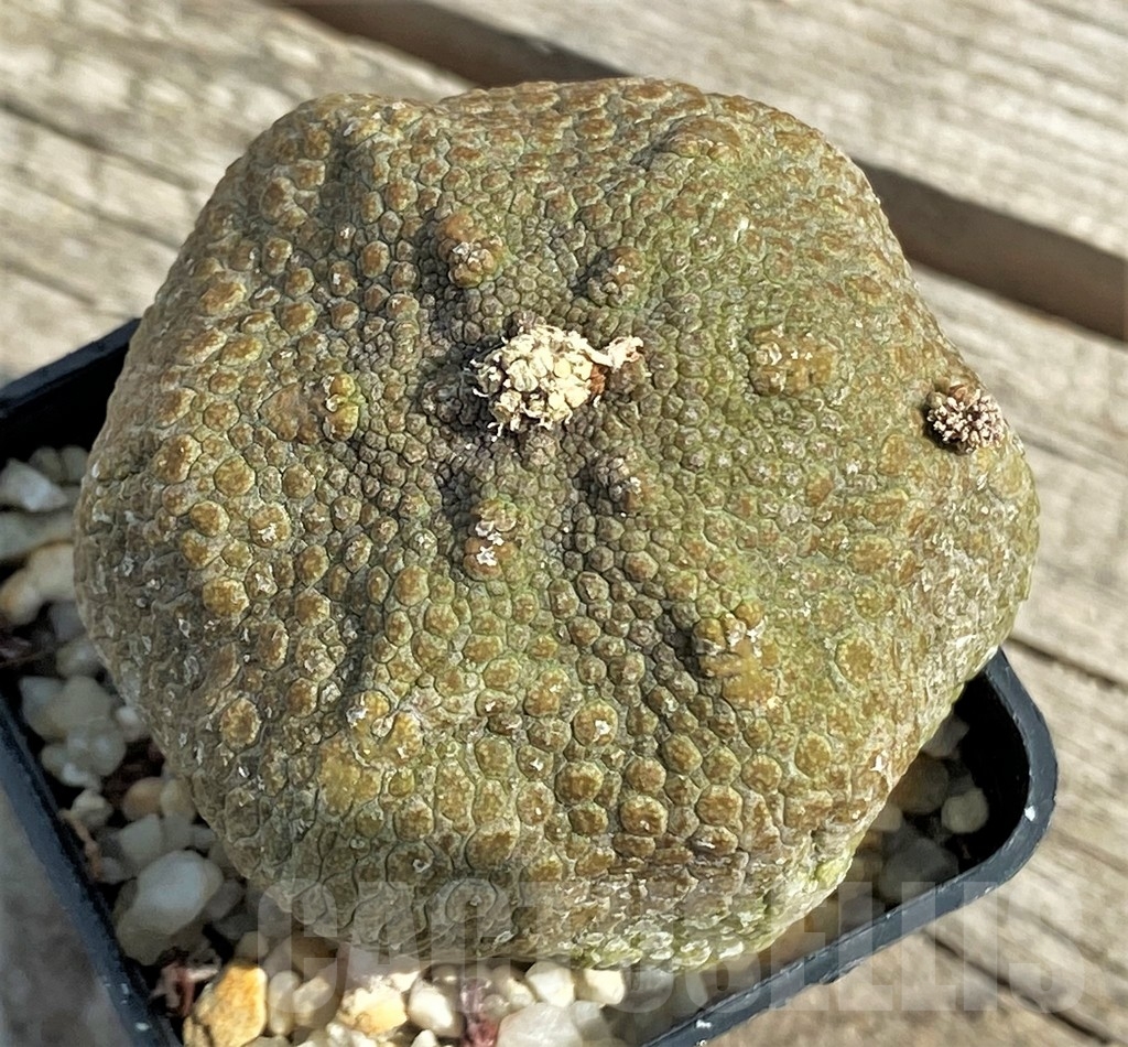 SHPR13394 Pseudolithos migiurtinus