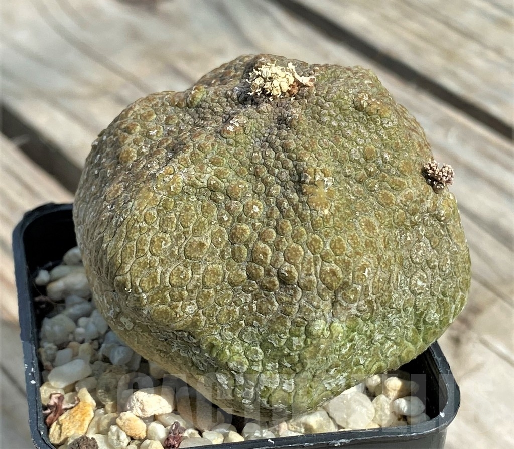 SHPR13394 Pseudolithos migiurtinus - Obrázek 3