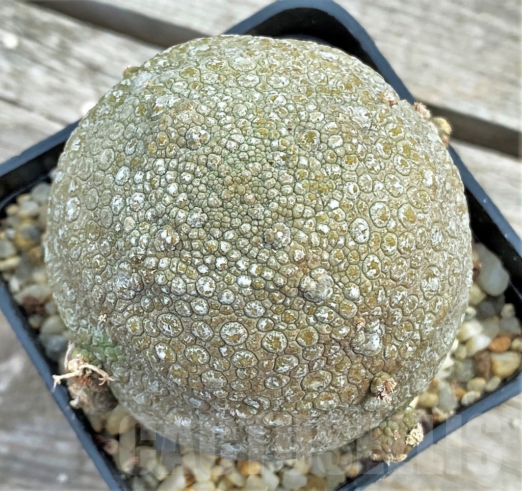 SHPR13395 Pseudolithos migiurtinus - Image 2