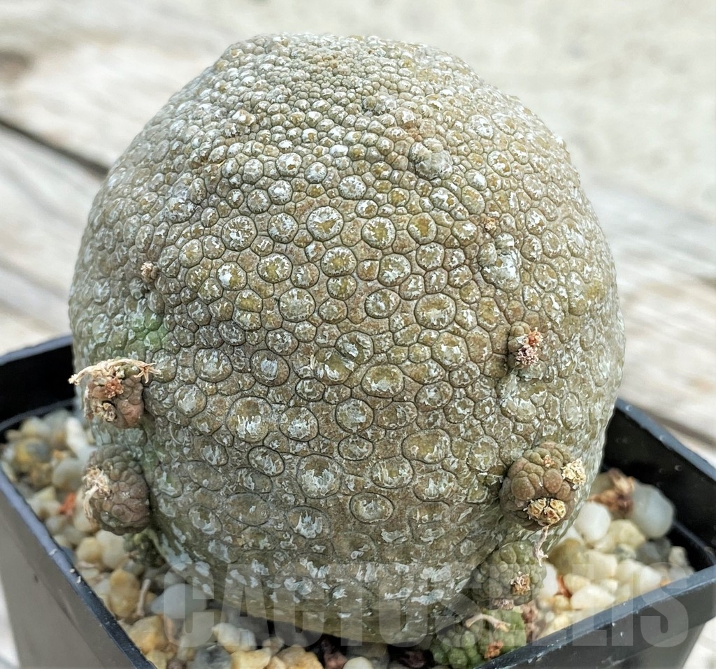 SHPR13395 Pseudolithos migiurtinus