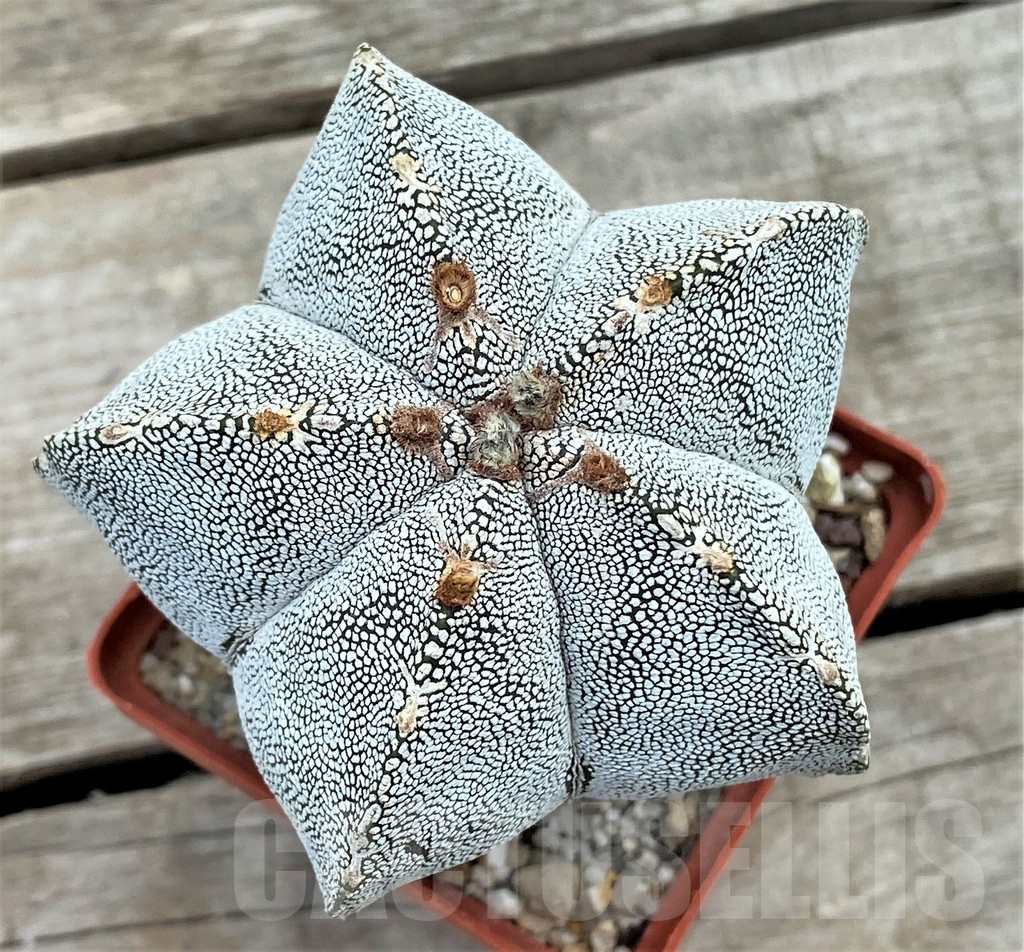 SHPR13398 Astrophytum myriostigma 'Onzuka'