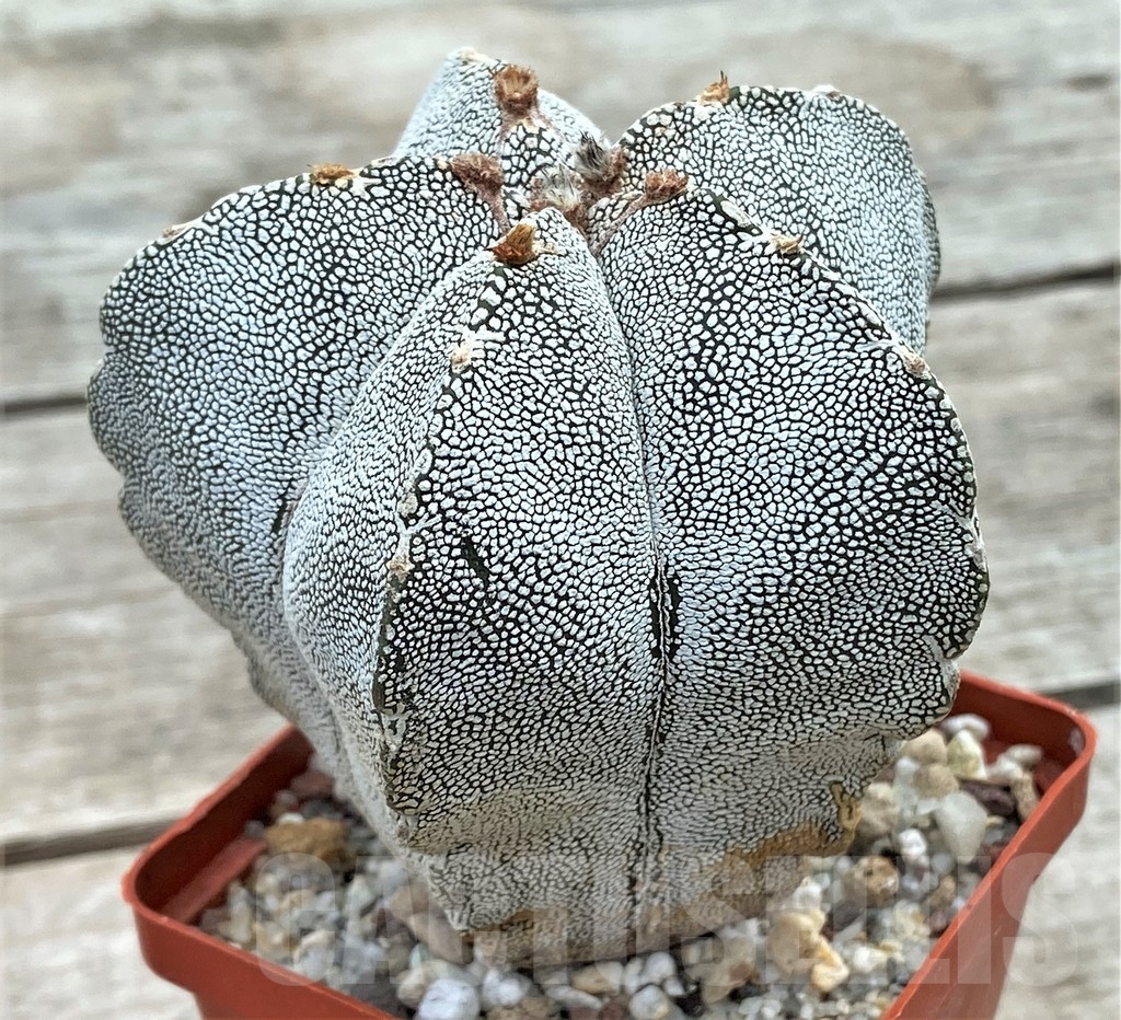 SHPR13398 Astrophytum myriostigma 'Onzuka' - Image 2