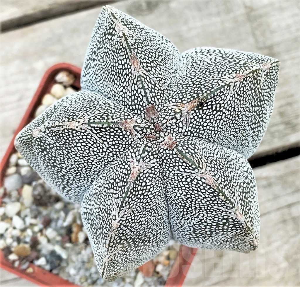 SHPR13399 Astrophytum myriostigma 'Onzuka'