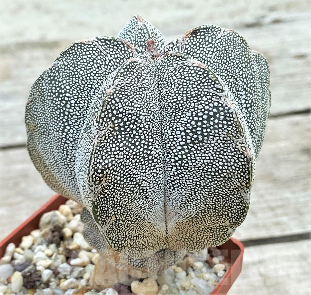 SHPR13399 Astrophytum myriostigma 'Onzuka' - Image 2
