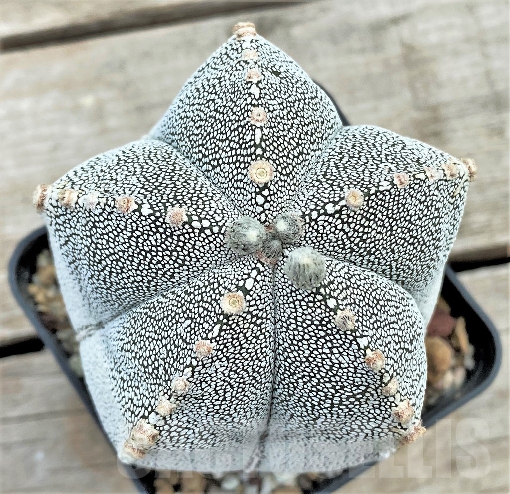 SHPR13400 Astrophytum myriostigma 'Onzuka'