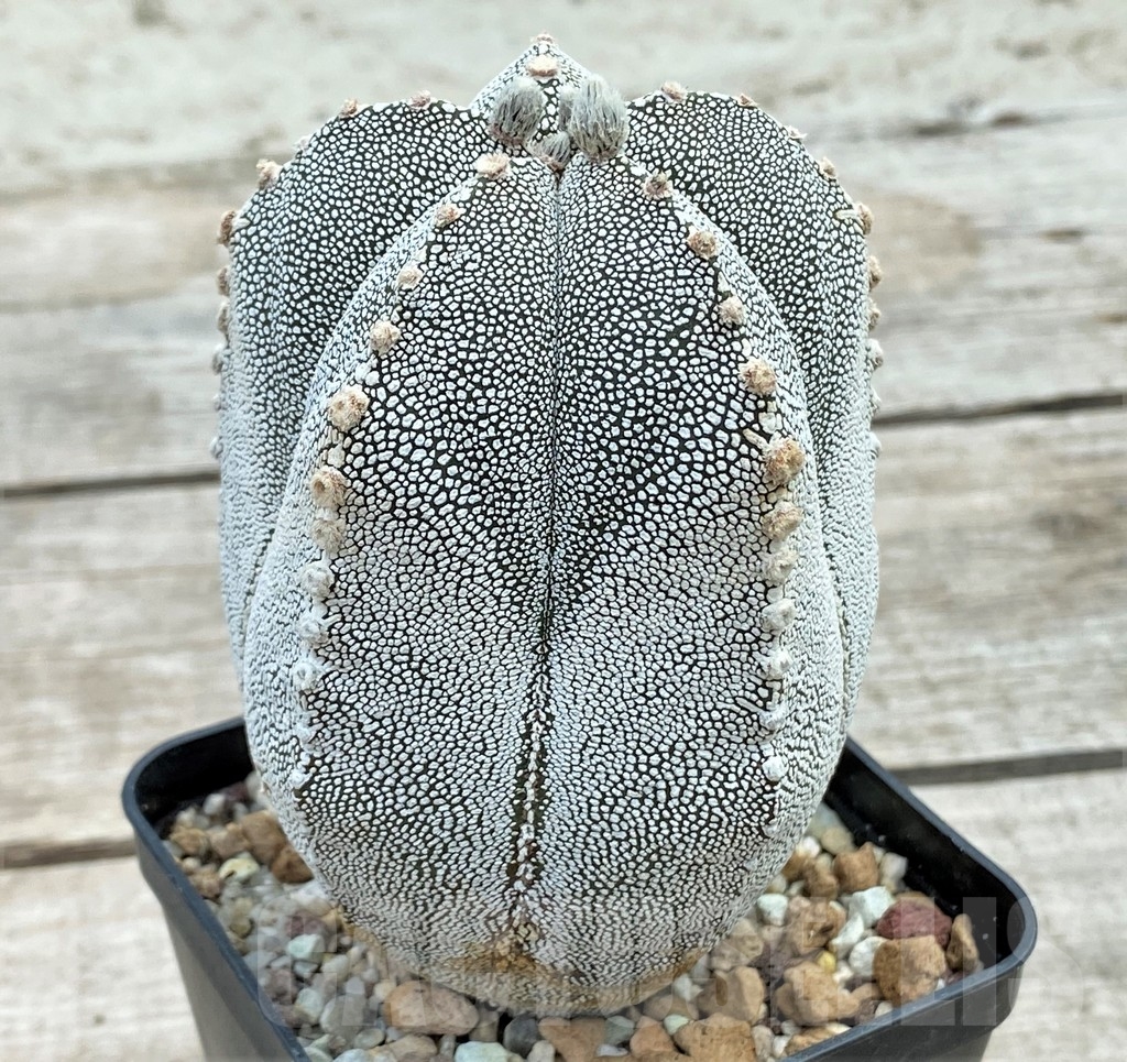 SHPR13400 Astrophytum myriostigma 'Onzuka' - Image 2