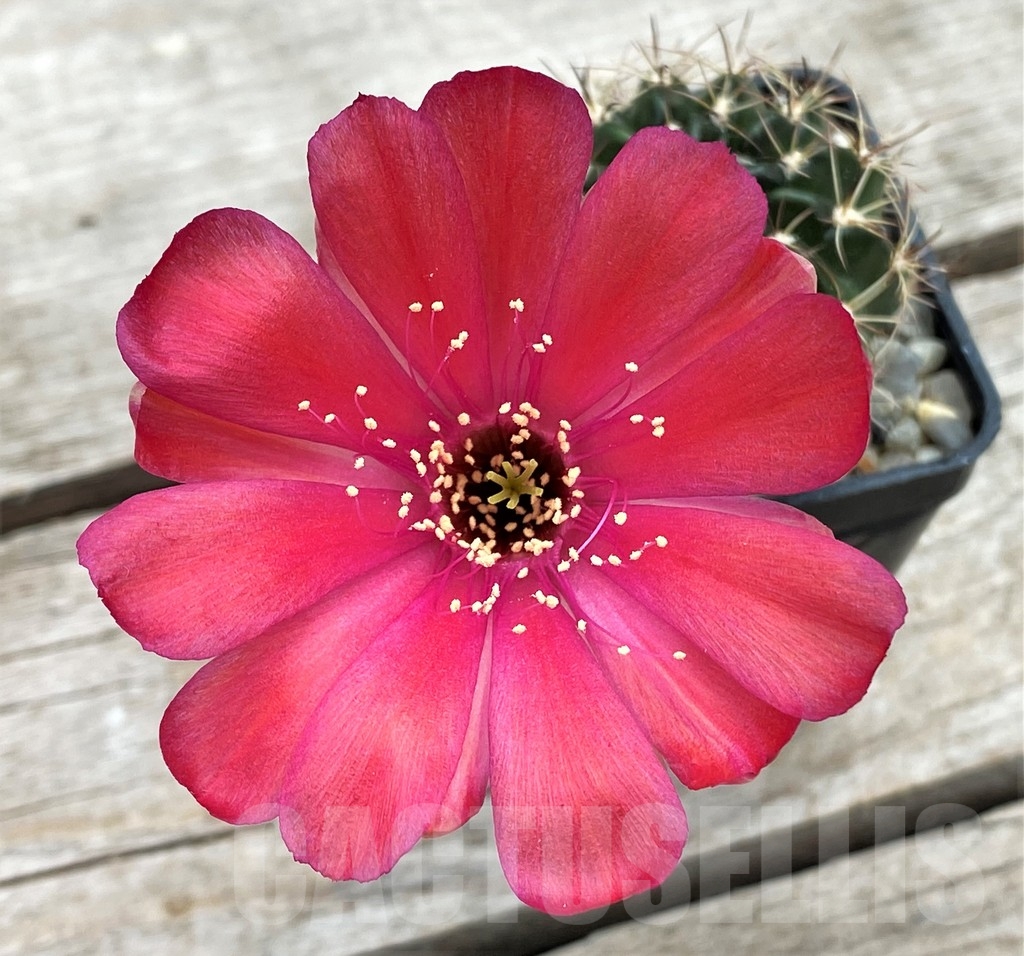 SHPR13401 Lobivia arachnacantha v. torrecillacensis