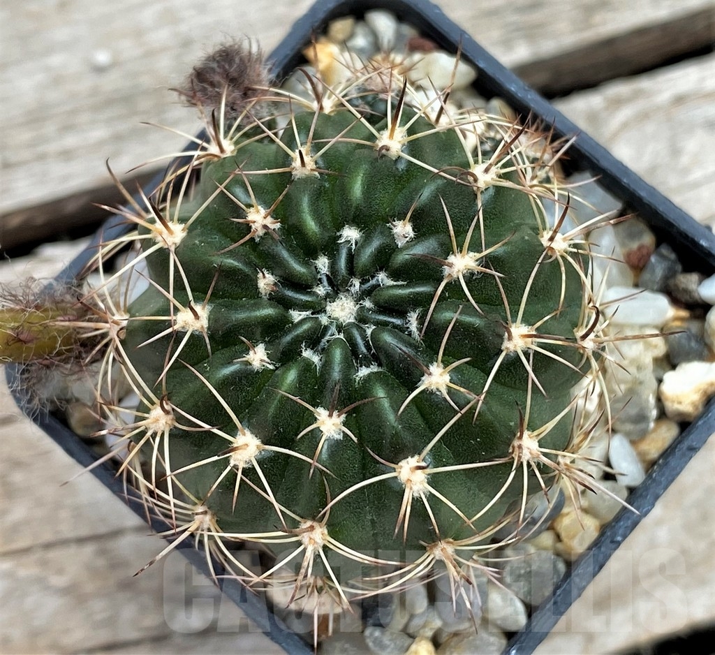 SHPR13401 Lobivia arachnacantha v. torrecillacensis - Image 3
