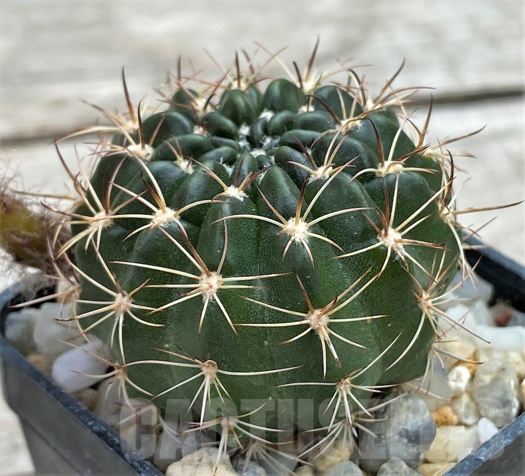 SHPR13401 Lobivia arachnacantha v. torrecillacensis - Image 2