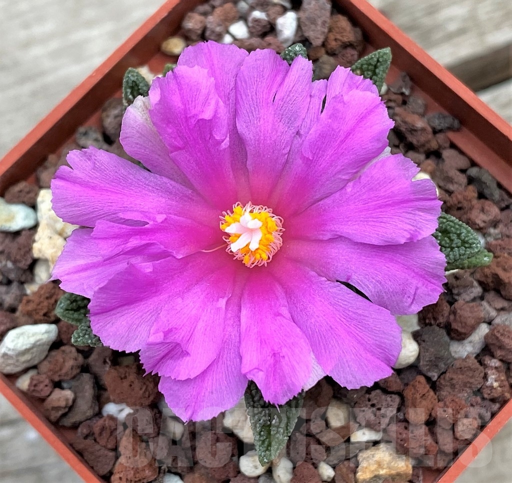 SHPR4121 Ariocarpus fissuratus v. hintonii -Mexico- - Imagen 2