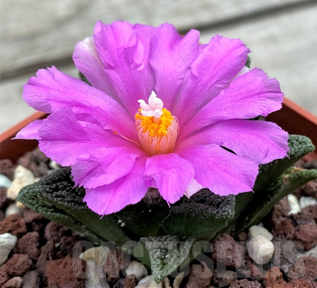 SHPR4121 Ariocarpus fissuratus v. hintonii -Mexico-