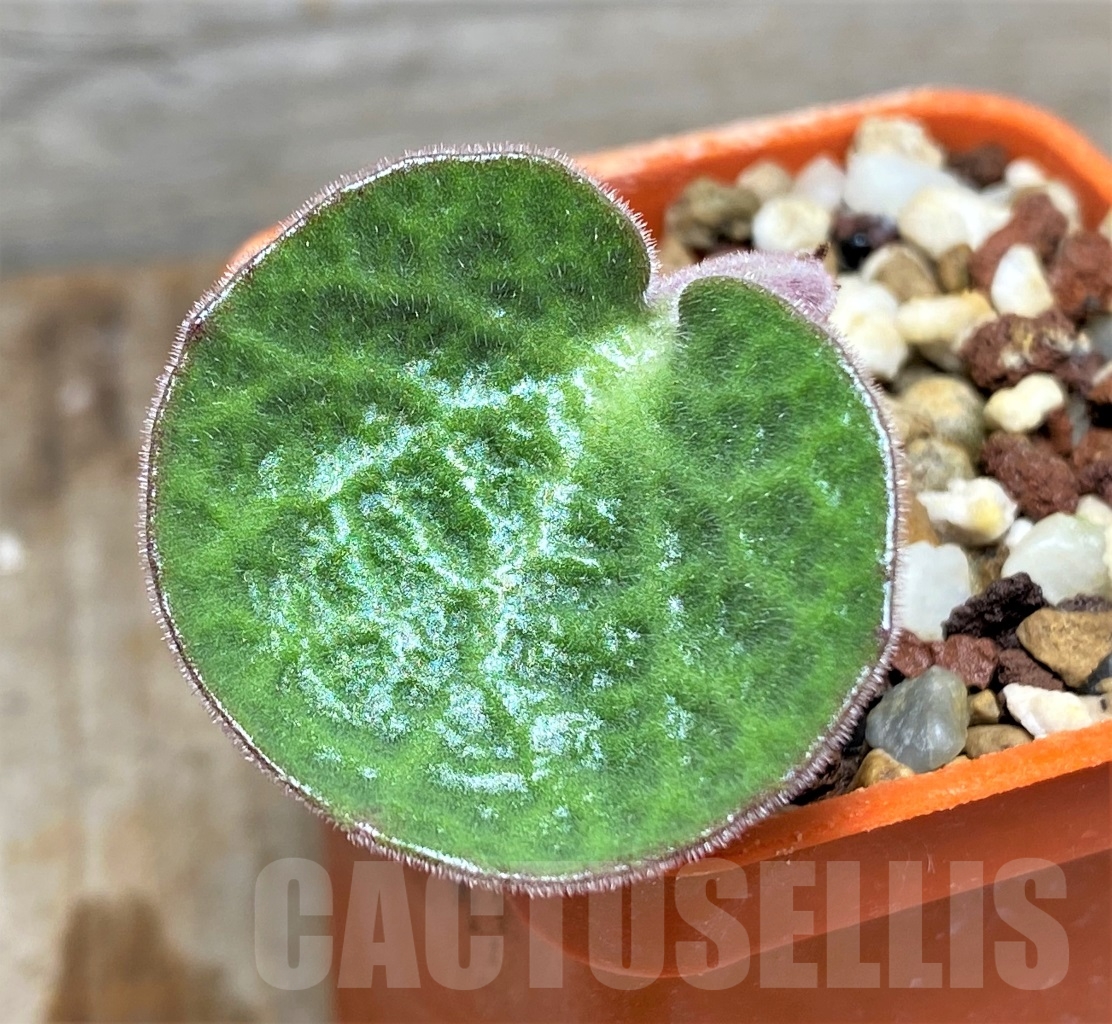 SHPR13422 Tylecodon singularis -Namibia-