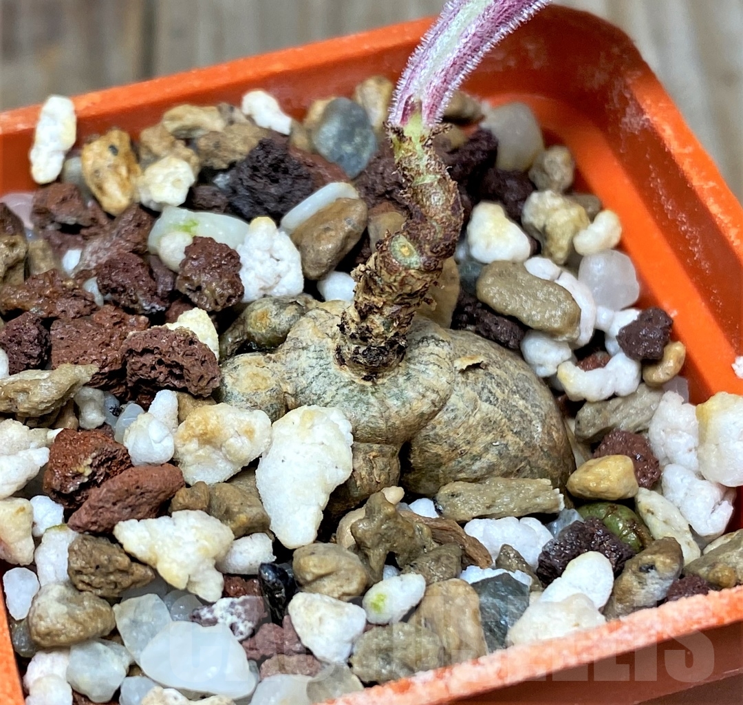 SHPR13422 Tylecodon singularis -Namibia- - Image 2