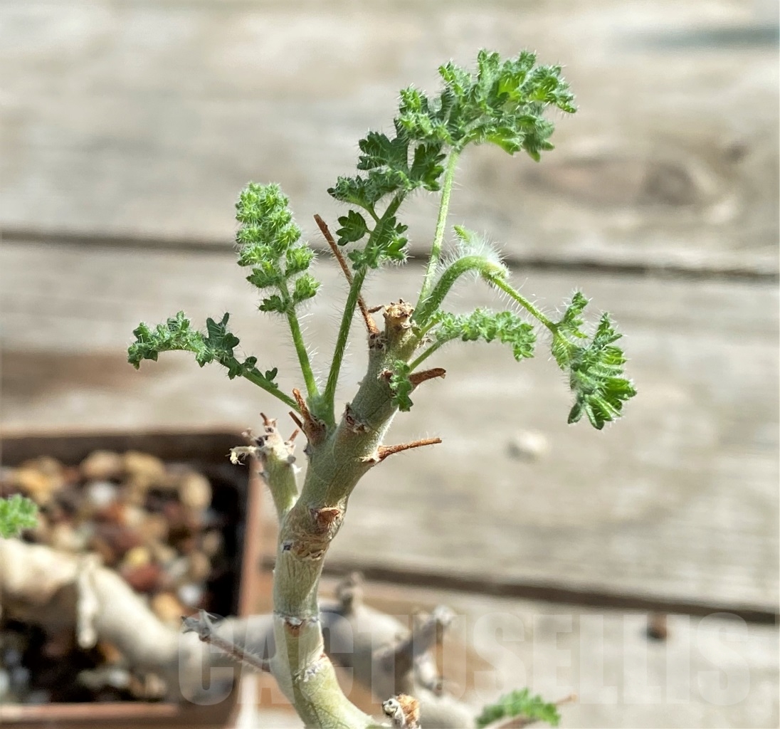 SHPR13425 Pelargonium alternans