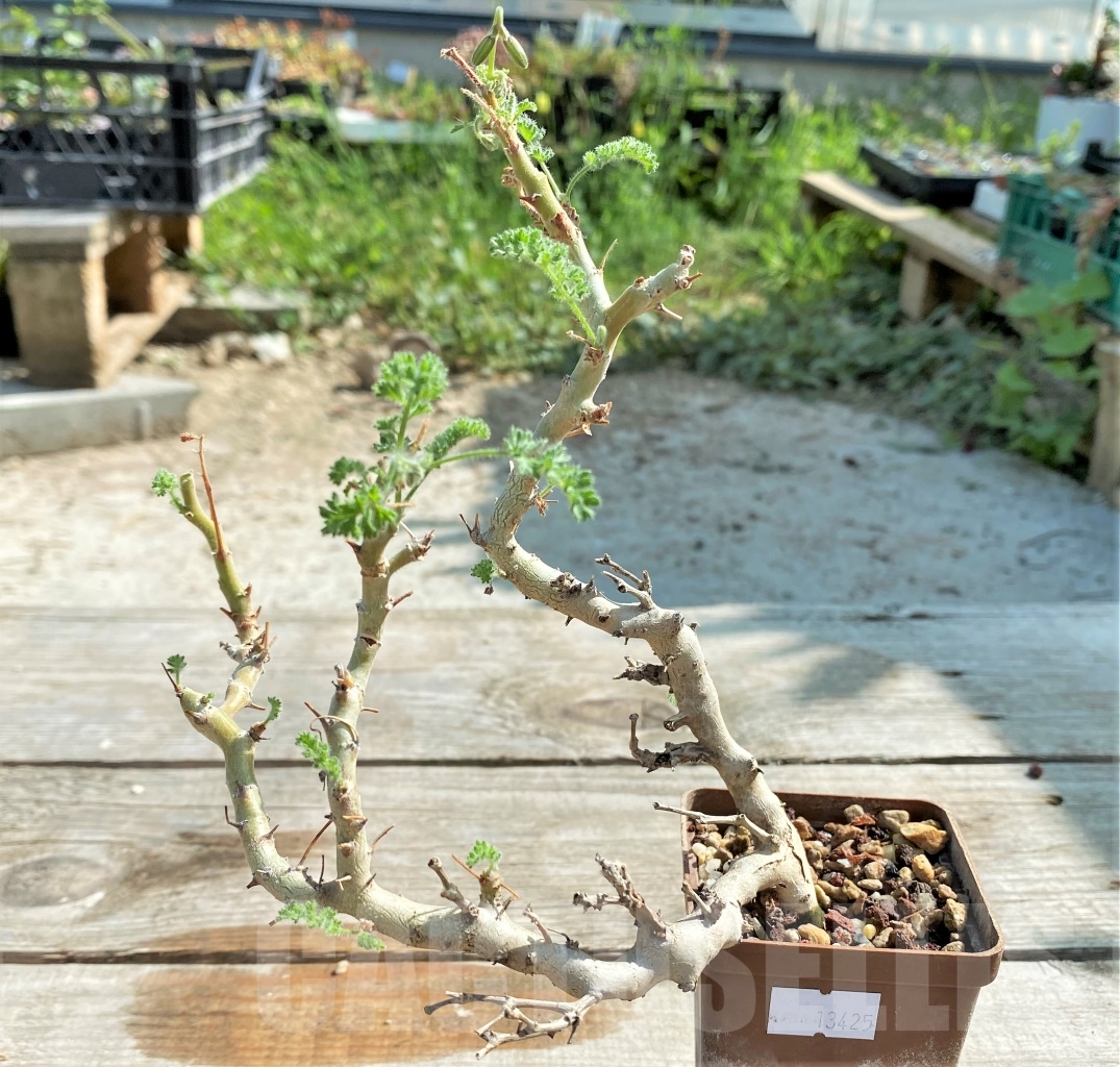 SHPR13425 Pelargonium alternans - Image 2