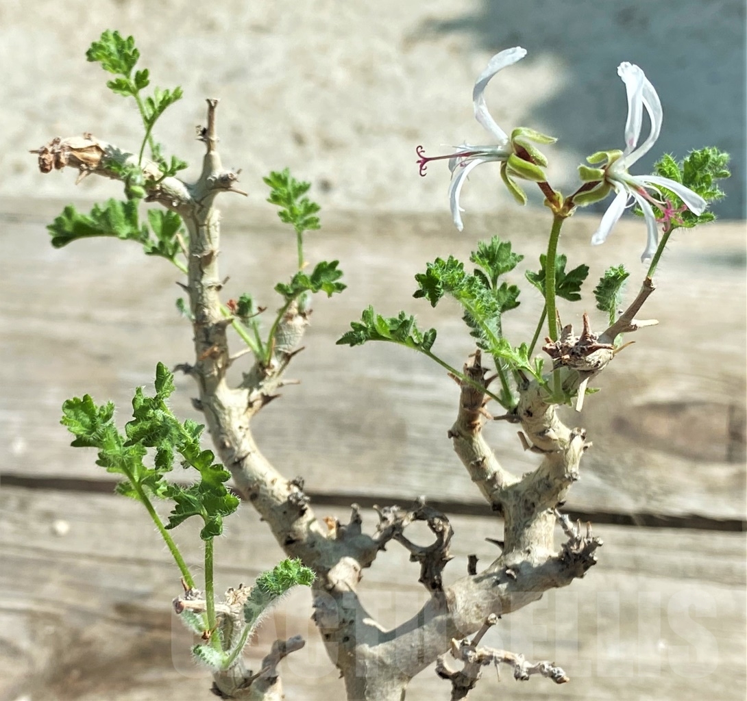 SHPR13426 Pelargonium alternans