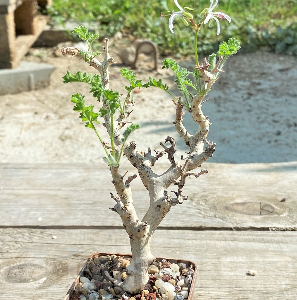 SHPR13426 Pelargonium alternans - Зображення 2