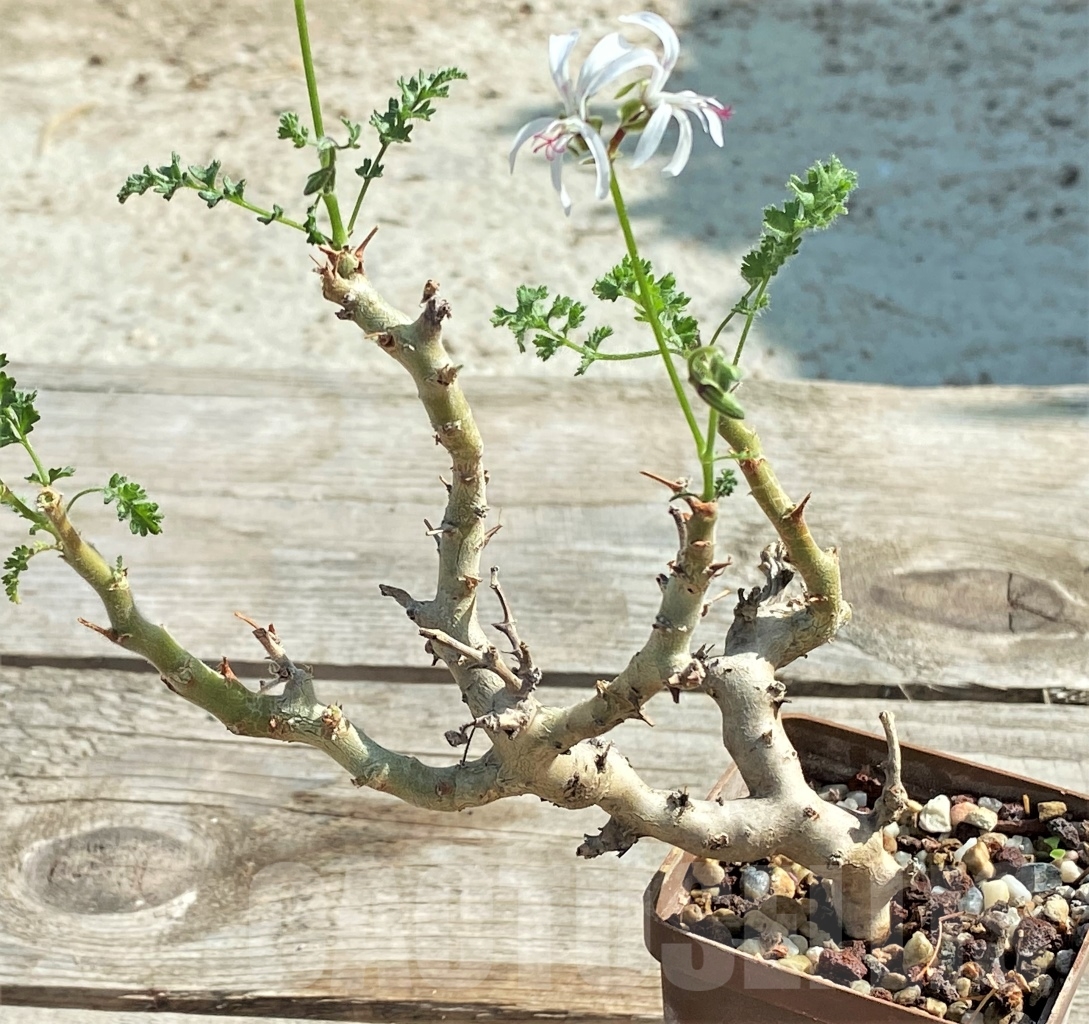 SHPR13427 Pelargonium alternans