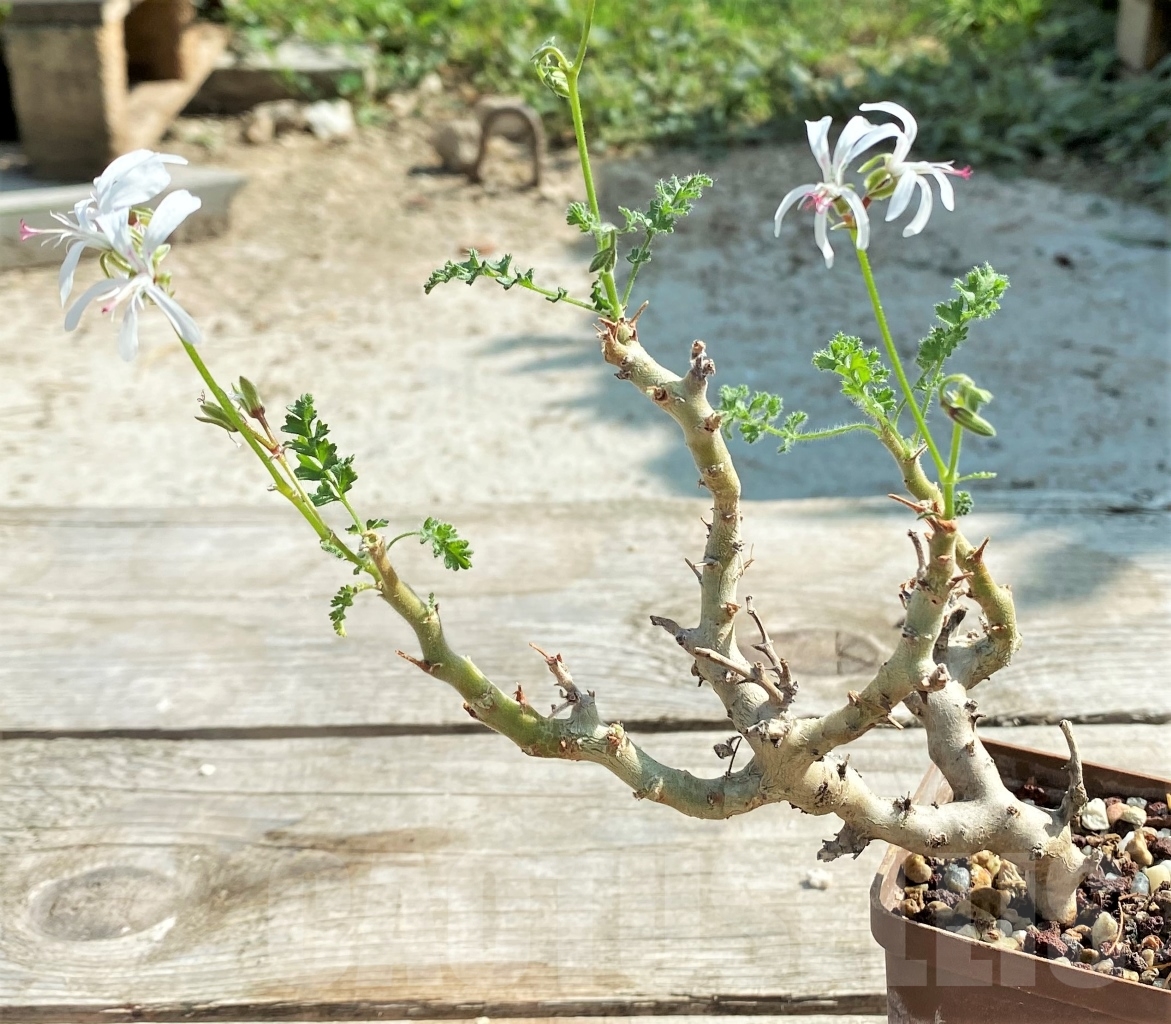 SHPR13427 Pelargonium alternans - immagine 2