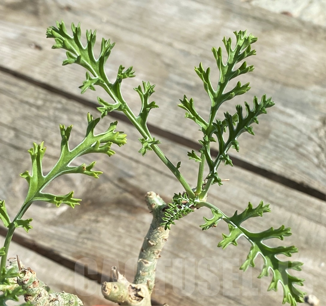 SHPR13428 Pelargonium carnosum