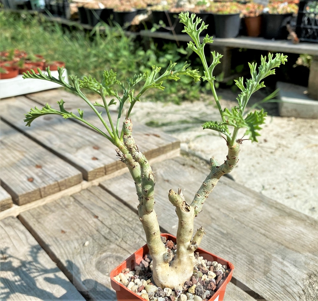 SHPR13428 Pelargonium carnosum - 画像 (2)