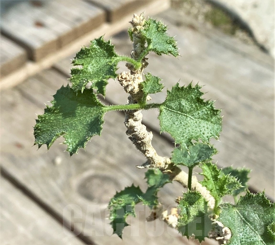 SHPR13432 Dendrosicyos socotrana -Socotra-