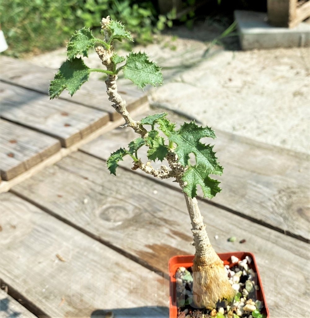 SHPR13432 Dendrosicyos socotrana -Socotra- – Image 2