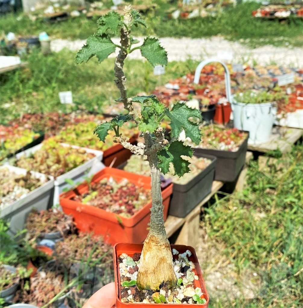 SHPR13432 Dendrosicyos socotrana -Socotra- – Image 3