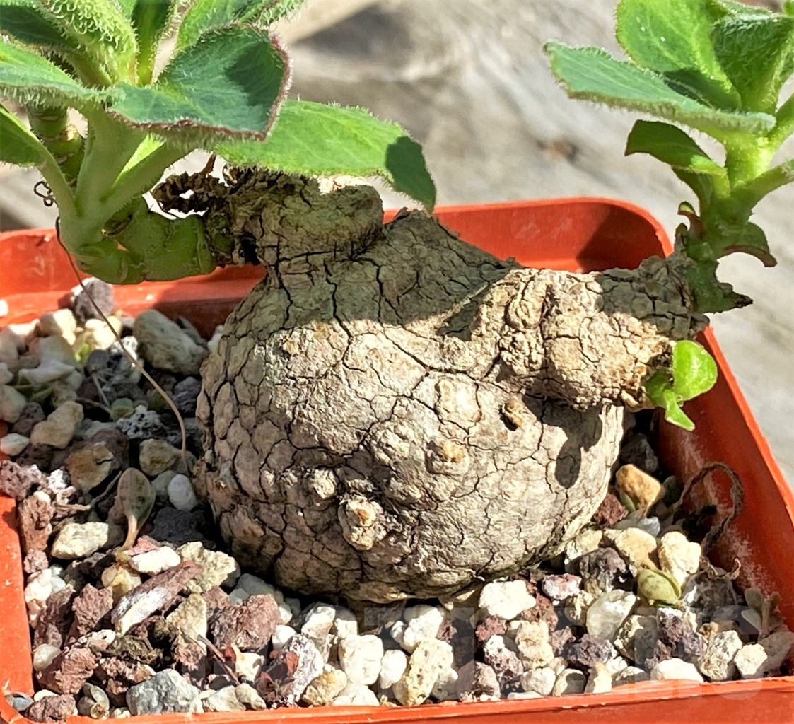 SHPR13433 Monadenium mafingense ES 21484 – Image 2