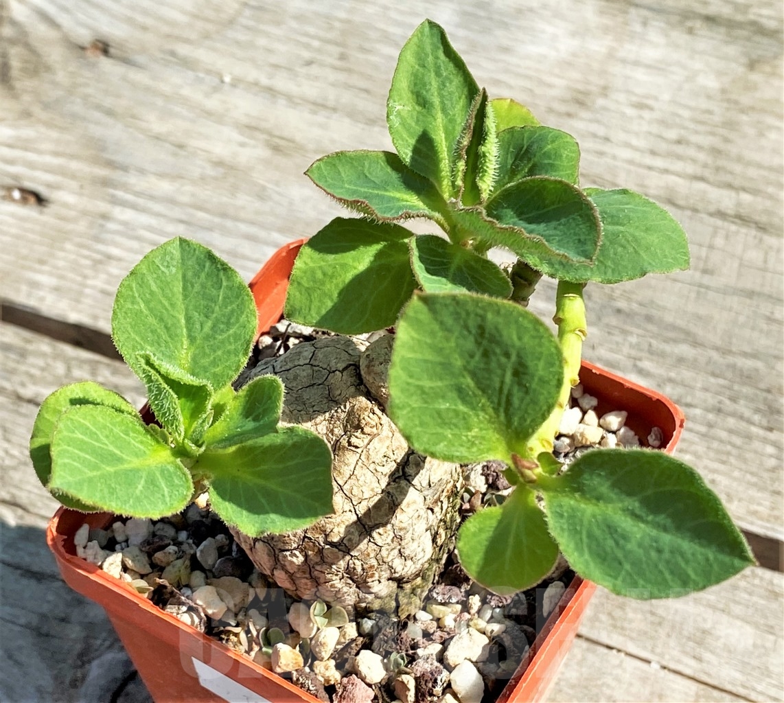 SHPR13433 Monadenium mafingense ES 21484