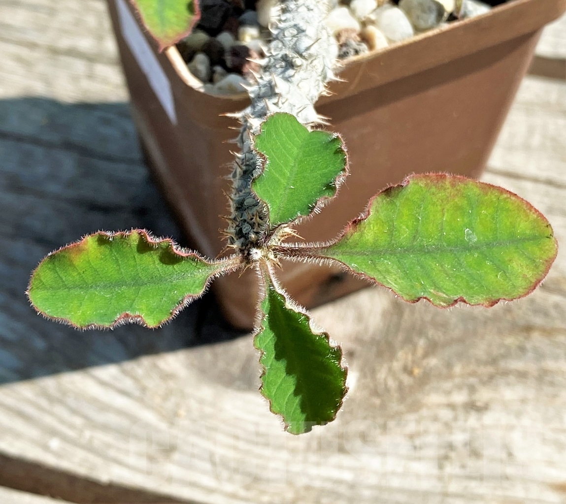 SHPR13434 Euphorbia aff. razafindratsirae