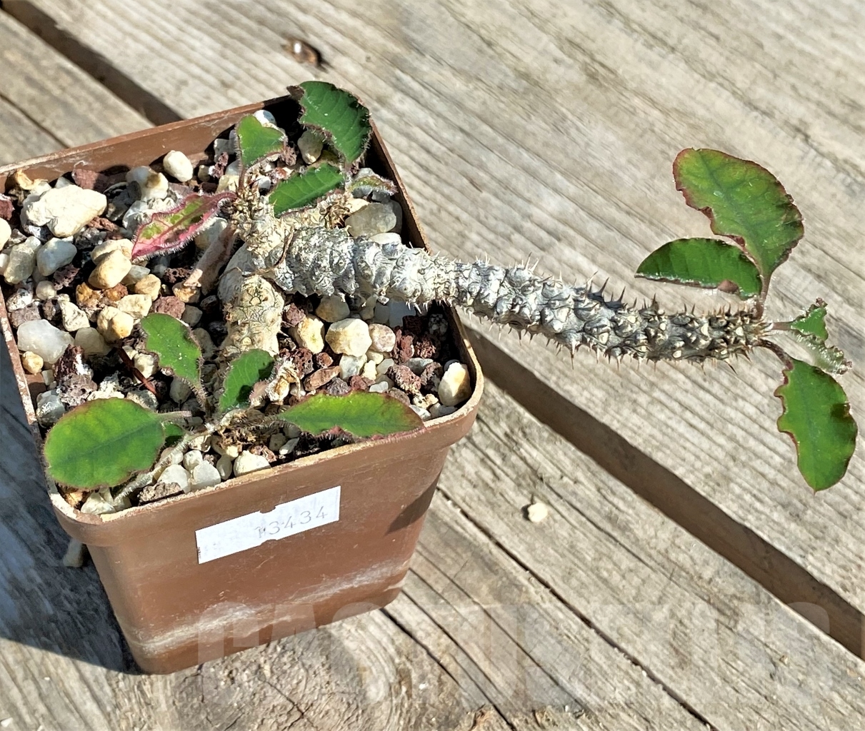 SHPR13434 Euphorbia aff. razafindratsirae - Image 2