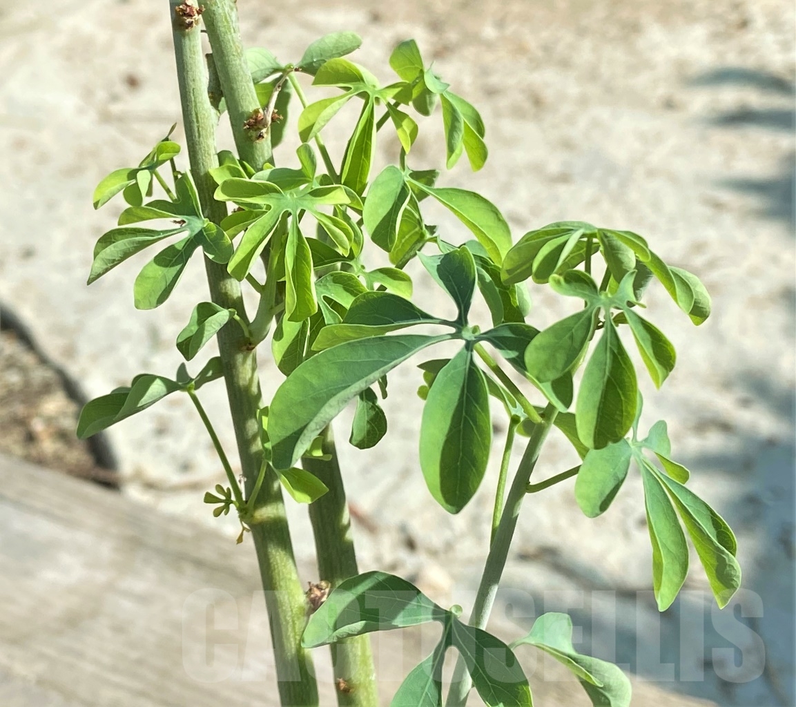 SHPR13435 Adenia glauca