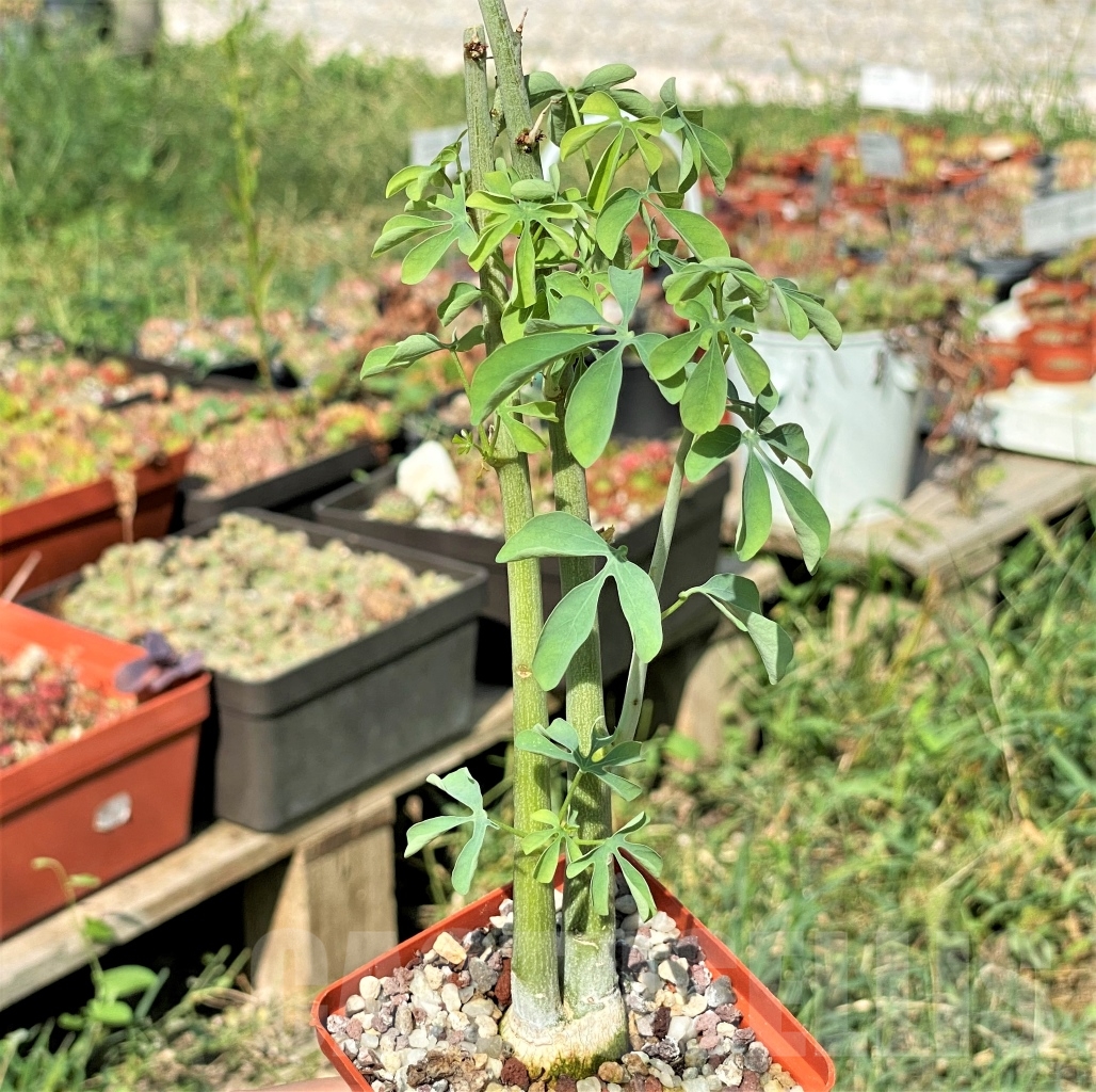 SHPR13435 Adenia glauca - Image 2