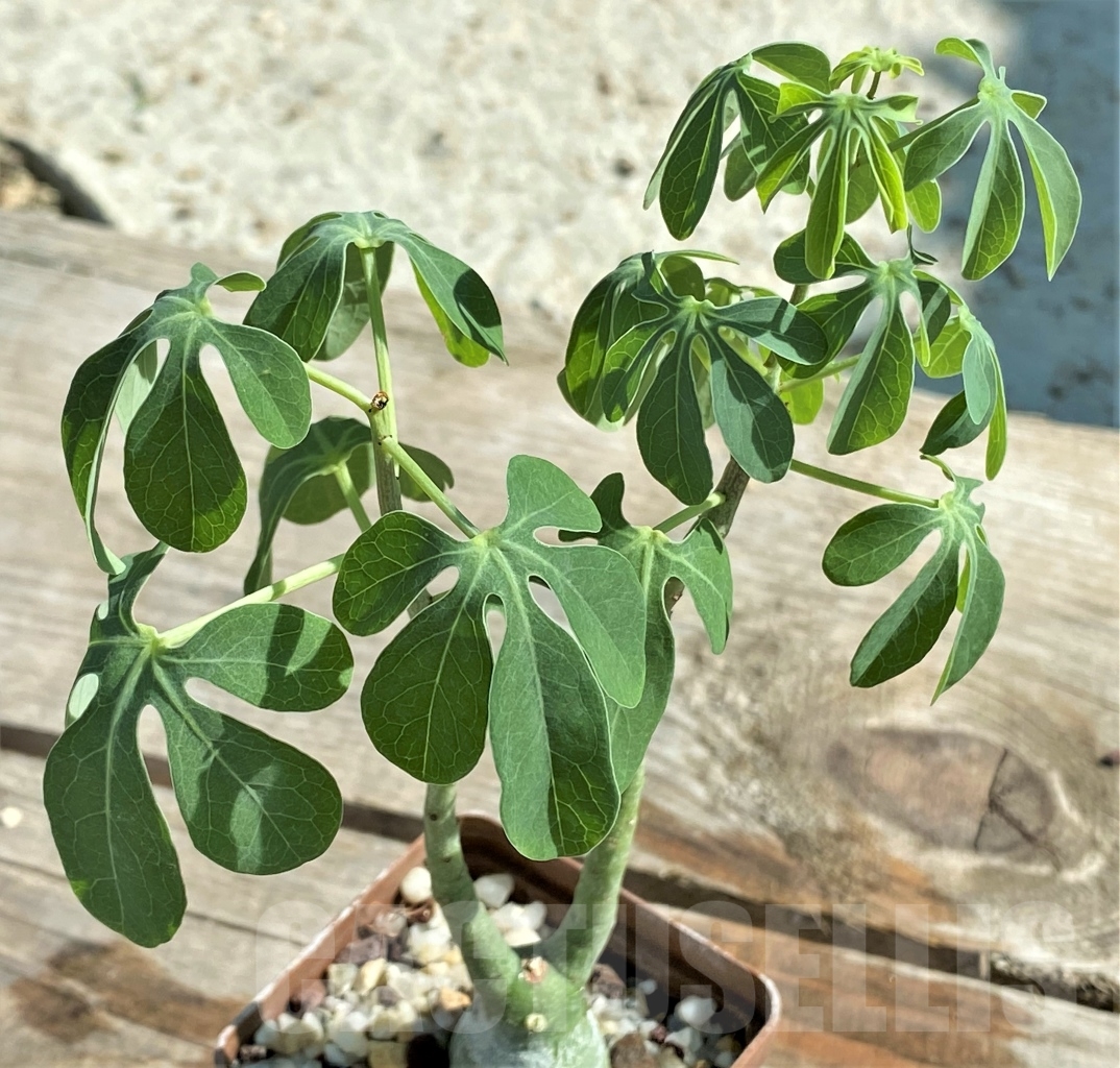 SHPR13436 Adenia glauca